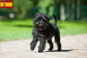 Read more about the article Hodowcy i szczenięta affenpinscher w Hiszpania