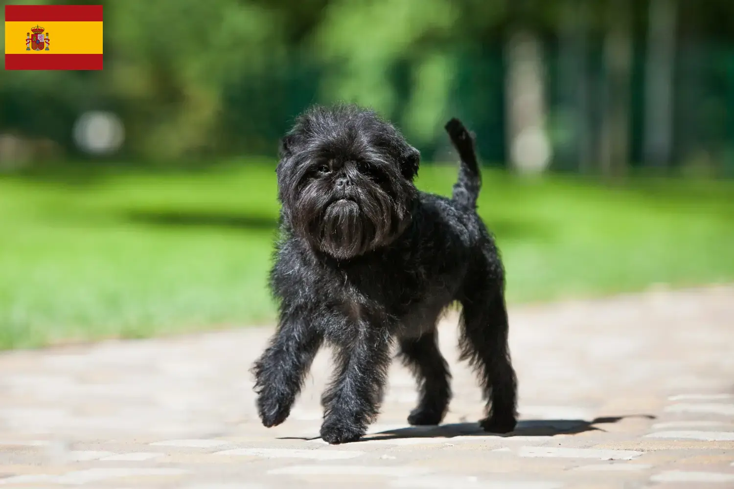 Affenpinscher szczenięta i hodowcy Hiszpania Tutaj możesz znaleźć hodowców Affenpinscher w Hiszpania.