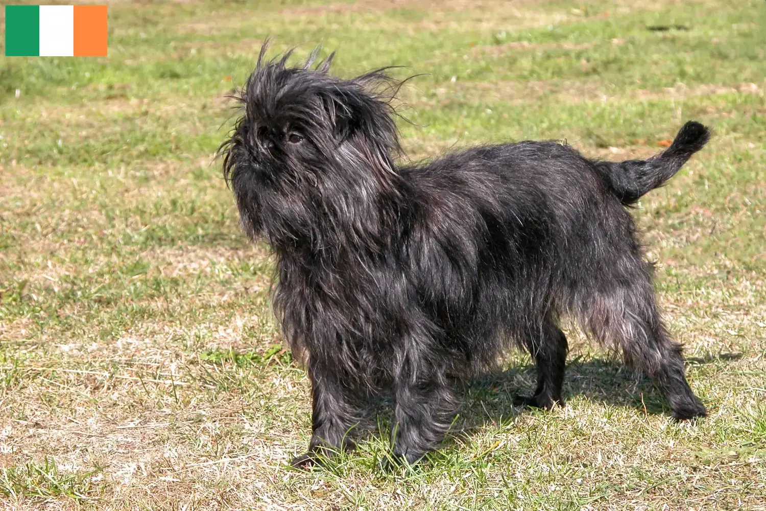 Szczenięta i hodowcy rasy affenpinczer irlandzki Znajdź hodowców affenpinscher w Irlandia tutaj.
