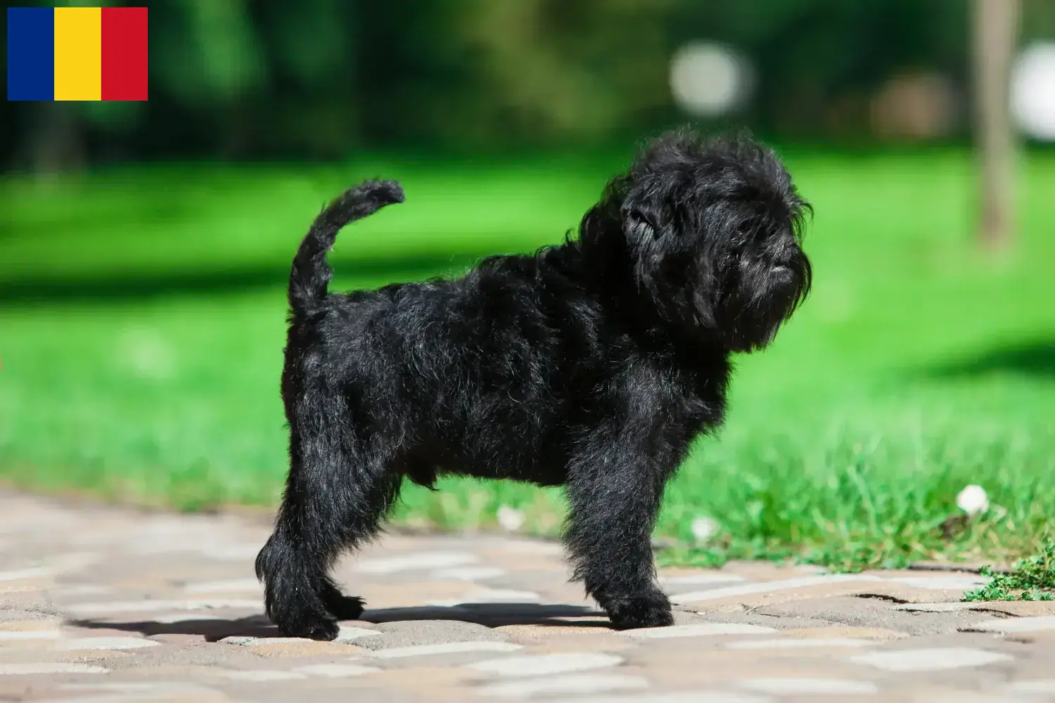 Affenpinscher szczenięta i hodowcy Rumunia Tutaj możesz znaleźć hodowców Affenpinscher w Rumunia.