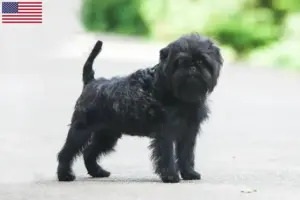 Read more about the article Hodowcy i szczenięta affenpinscher w USA