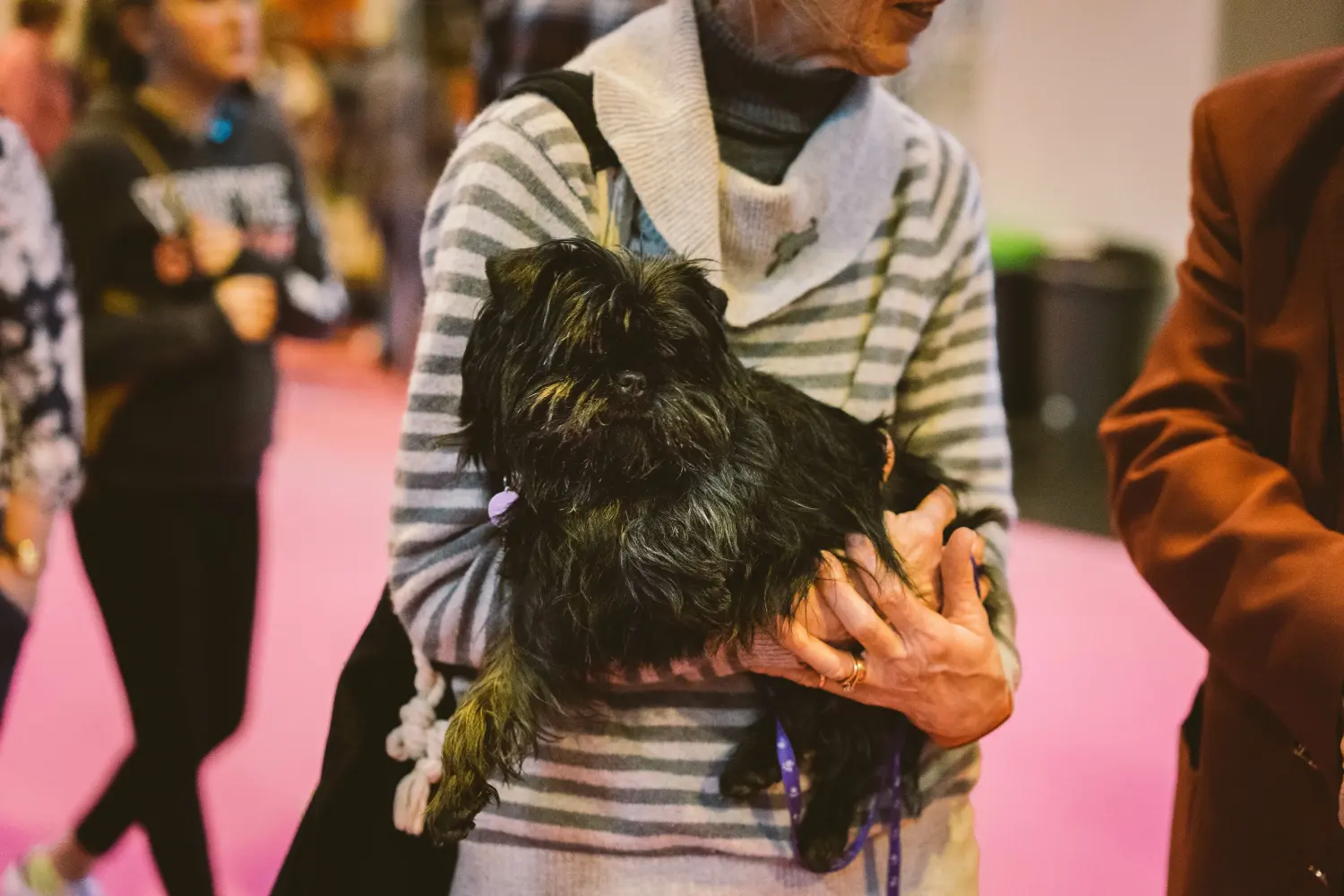 Affenpinscher - Moja miłość do tej rasy psów. Dlaczego kocham affenpinczera