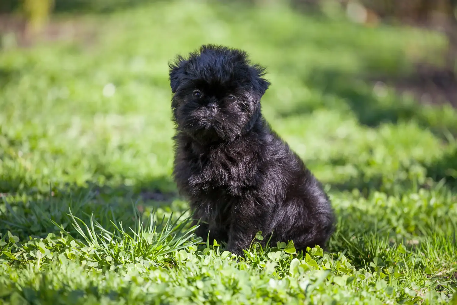 Kupno szczeniaka rasy affenpinczer oznacza wzięcie na siebie odpowiedzialności! Kup szczenięta rasy affenpinscher.