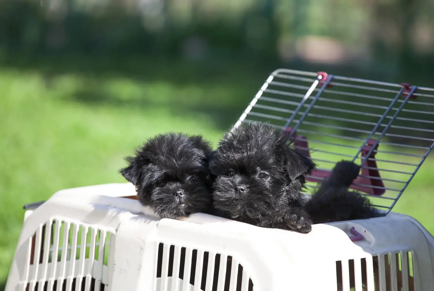 Kupno szczeniaka rasy affenpinczer oznacza wzięcie na siebie odpowiedzialności! Kup szczenięta rasy affenpinscher.