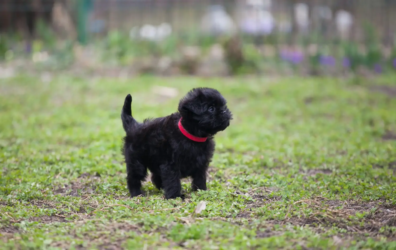 Kupno szczeniaka rasy affenpinczer oznacza wzięcie na siebie odpowiedzialności! Kup szczenięta rasy affenpinscher.