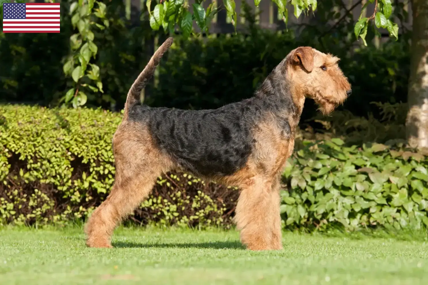 Read more about the article Hodowcy i szczenięta Airedale terrier w USA