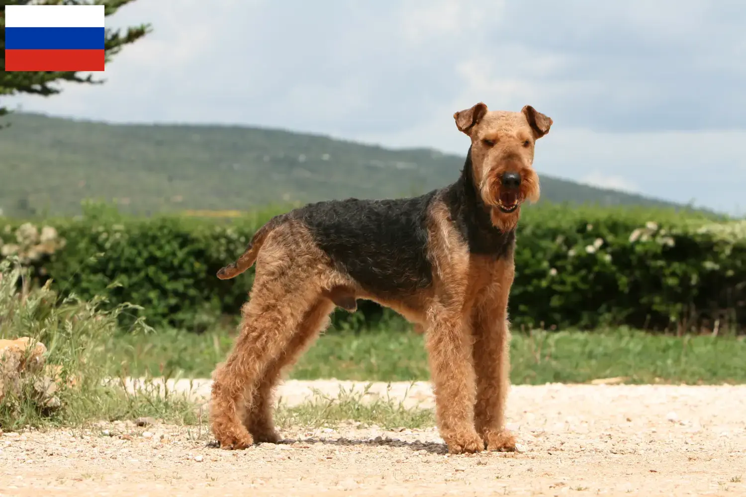 Read more about the article Hodowcy i szczenięta Airedale terrier w Rosja