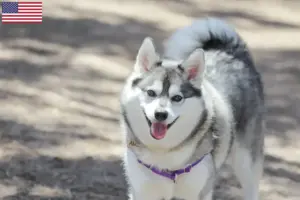 Read more about the article Alaskan Klee Kai hodowcy i szczenięta w USA