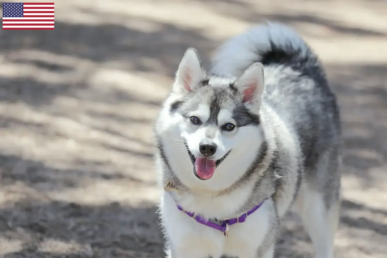 Alaskan Klee Kai szczenięta i hodowcy USA Tutaj znajdziesz hodowców rasy Alaskan Klee Kais w USA.