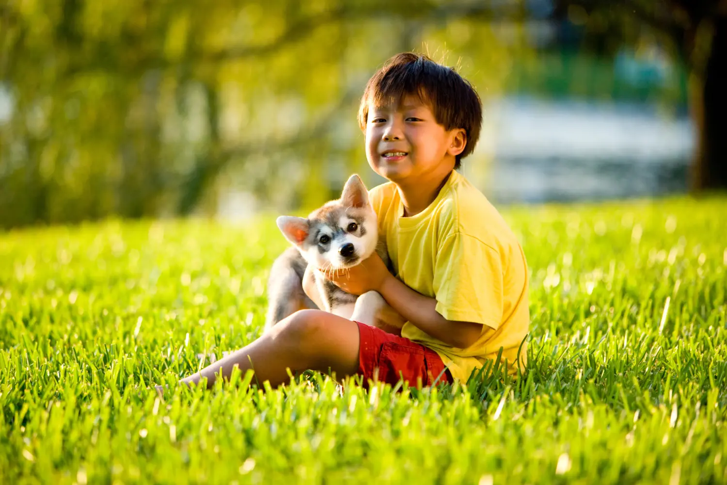 Alaskan Klee Kai - Moja miłość do tej rasy psów. Dlaczego kocham Alaskan Klee Kai