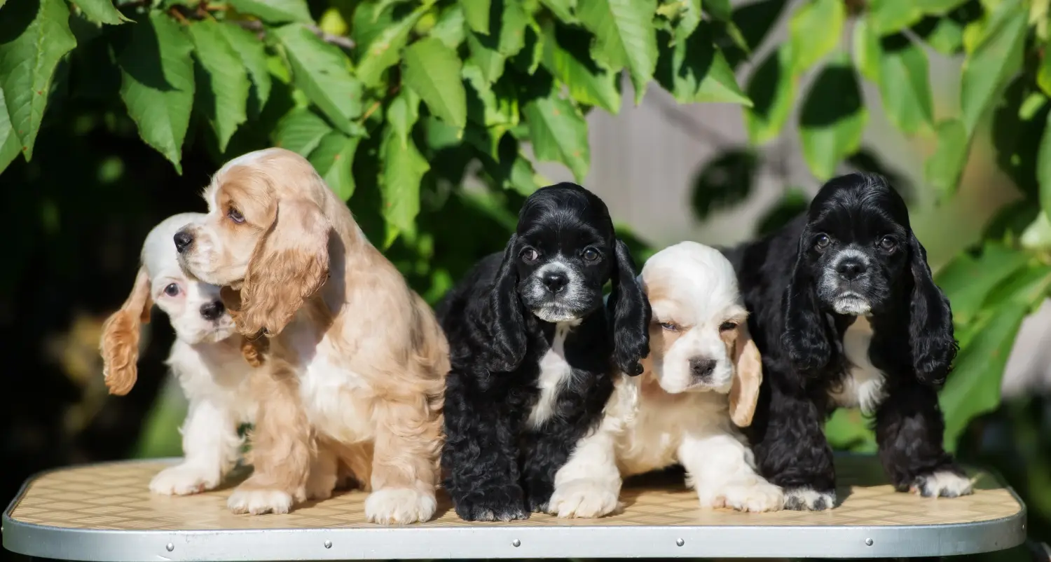 Kupno szczeniaka amerykańskiego spaniela wodnego oznacza wzięcie na siebie odpowiedzialności! Kup szczenięta rasy cocker spaniel amerykański.