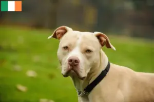 Read more about the article Hodowcy i szczenięta American Pit Bull Terrier w Irlandia