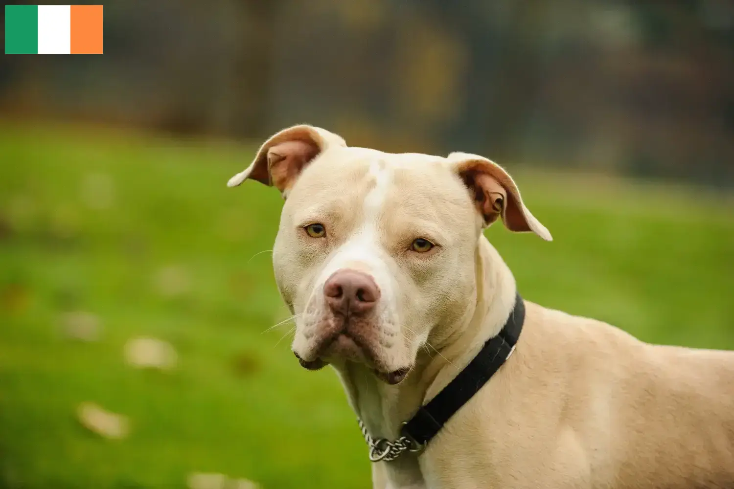 Read more about the article Hodowcy i szczenięta American Pit Bull Terrier w Irlandia