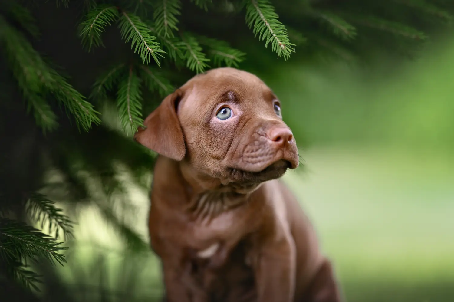 Zakup szczeniaka rasy American Pit Bull Terrier oznacza wzięcie na siebie odpowiedzialności! Kup szczenięta rasy American Pit Bull Terrier.