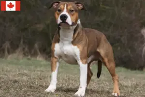 Read more about the article Hodowcy i szczenięta American Staffordshire Terrier w Kanada