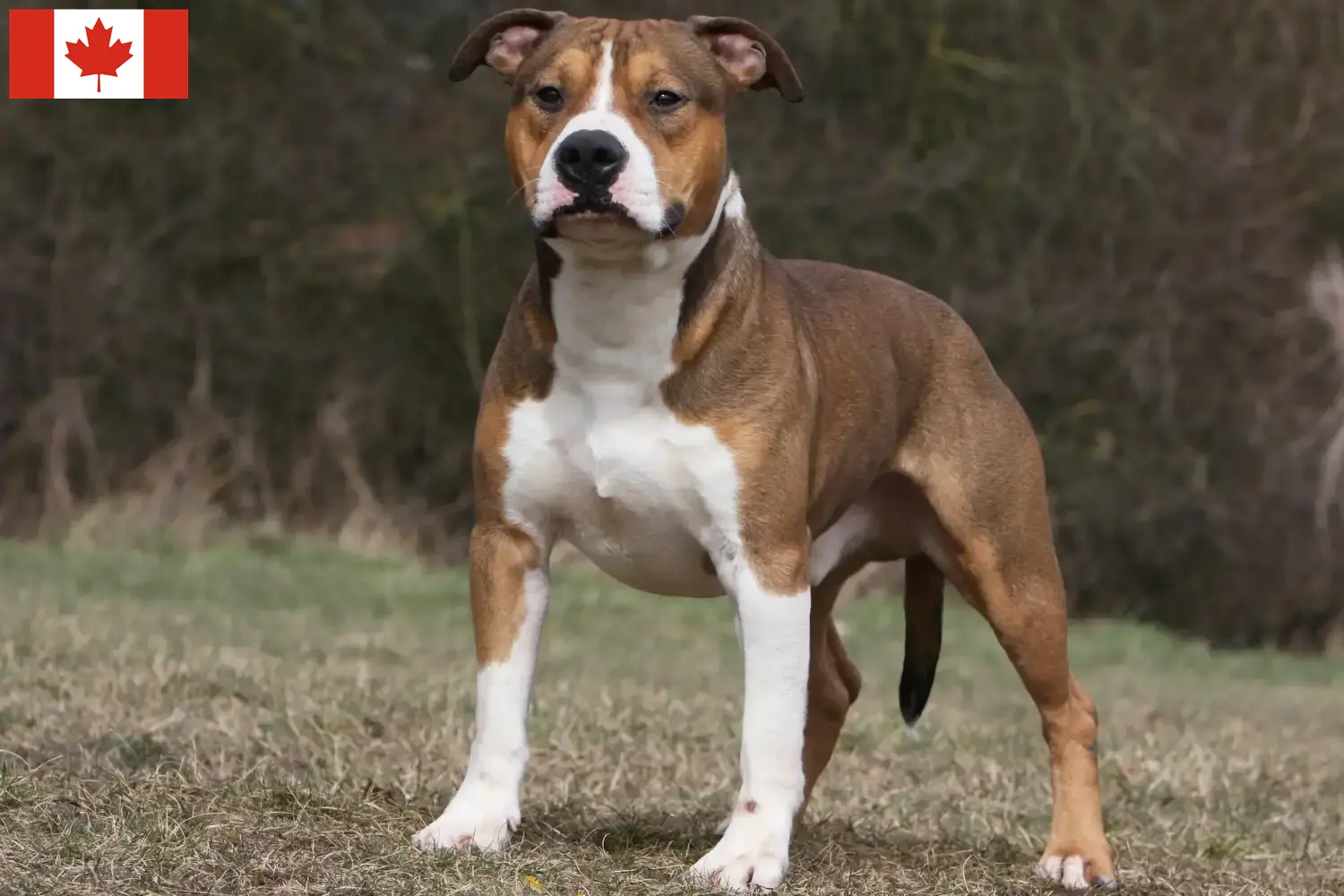 Read more about the article Hodowcy i szczenięta American Staffordshire Terrier w Kanada