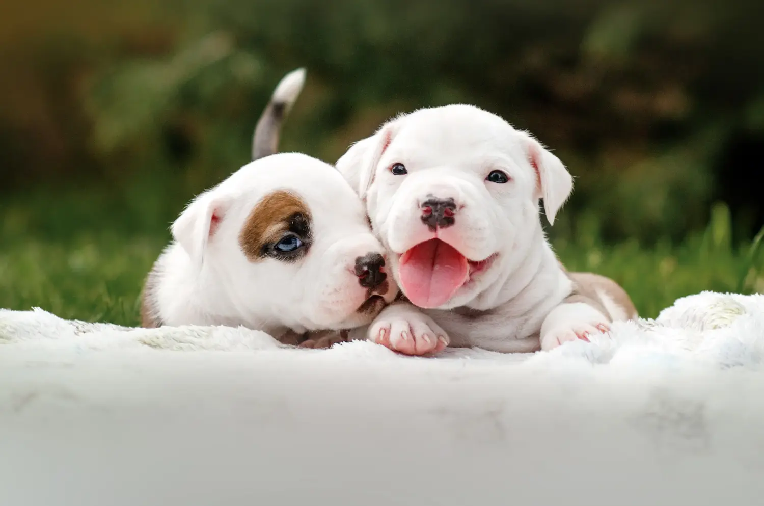 Zakup szczeniaka rasy American Staffordshire Terrier oznacza wzięcie na siebie odpowiedzialności! Kup szczenięta rasy American Staffordshire Terrier.