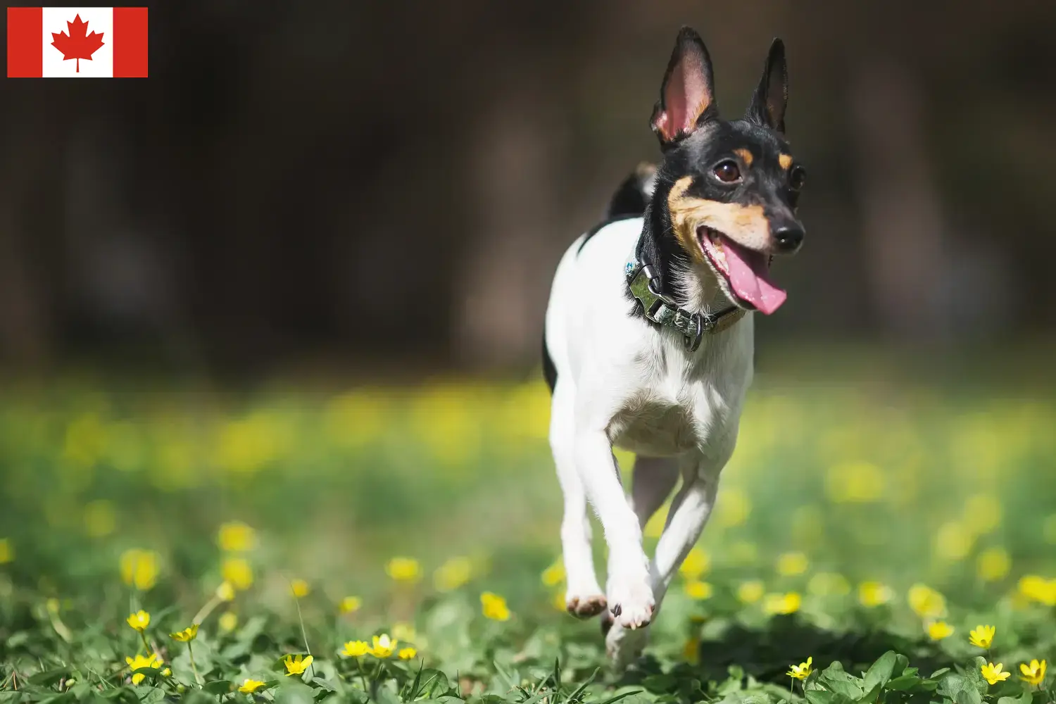 Read more about the article American Toy Terrier Hodowcy i szczenięta w Kanada