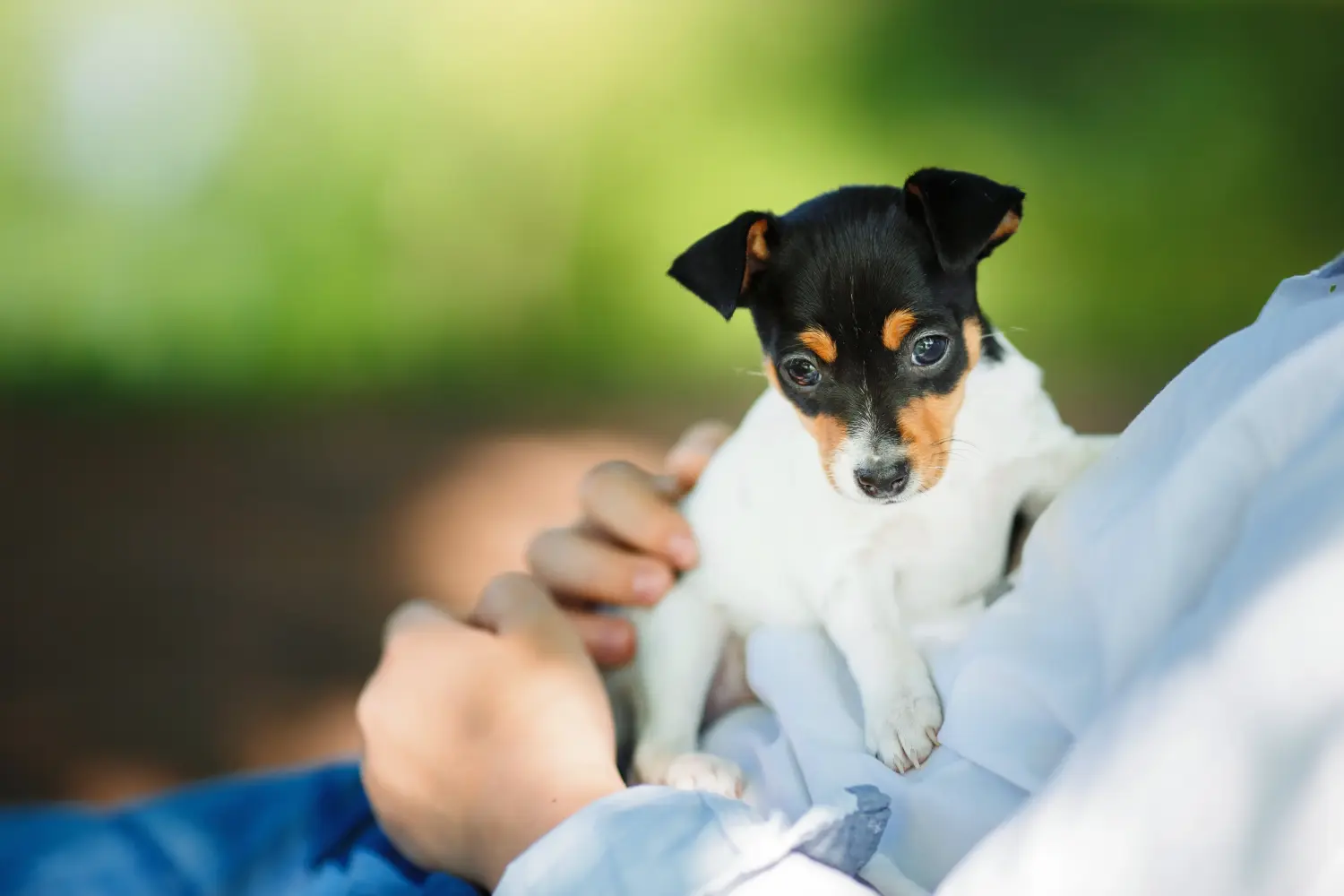 Kupno szczeniaka rasy American Toy Terrier oznacza wzięcie na siebie odpowiedzialności! Kup szczenięta rasy American Toy Terrier.