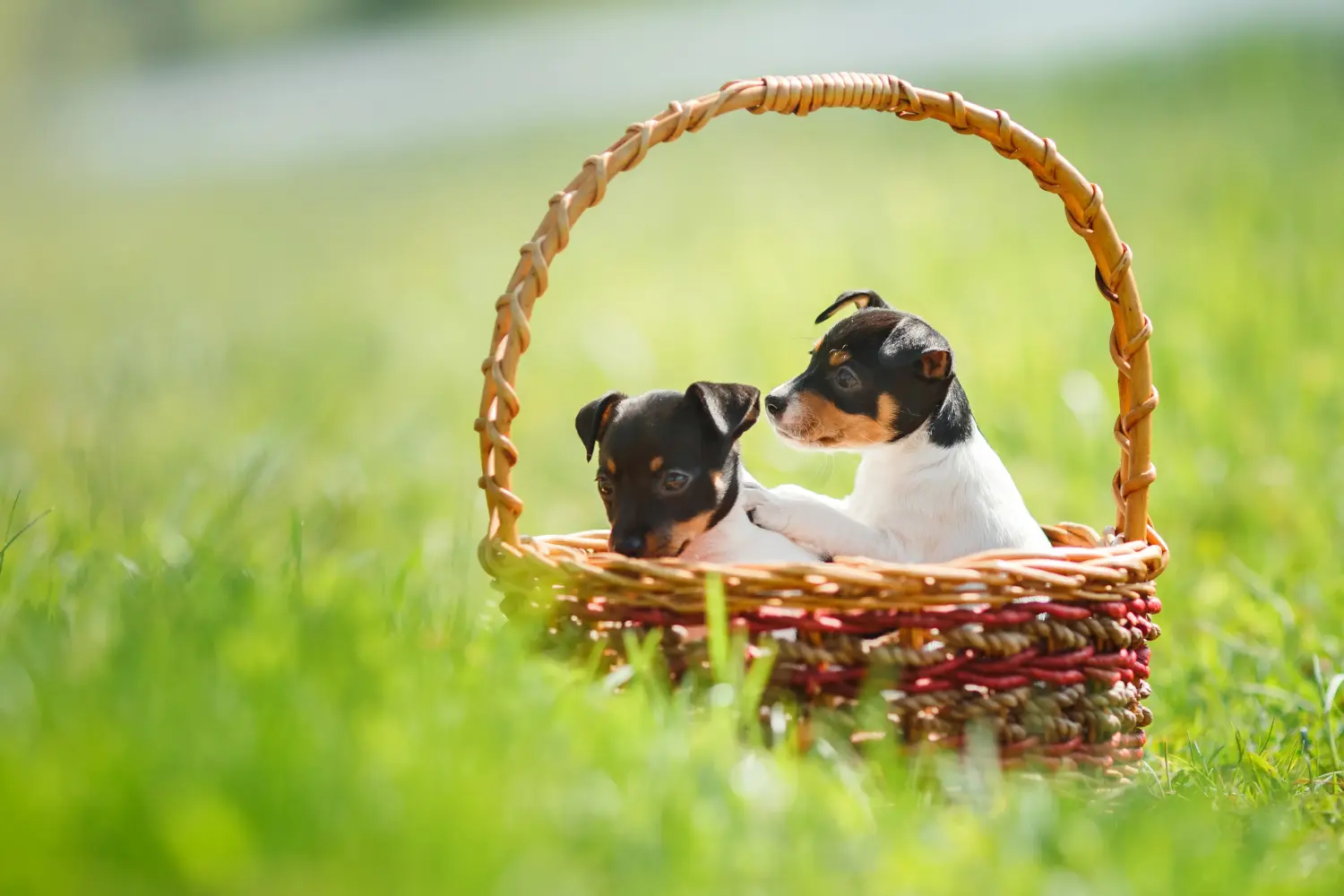 Kupno szczeniaka rasy American Toy Terrier oznacza wzięcie na siebie odpowiedzialności! Kup szczenięta rasy American Toy Terrier.