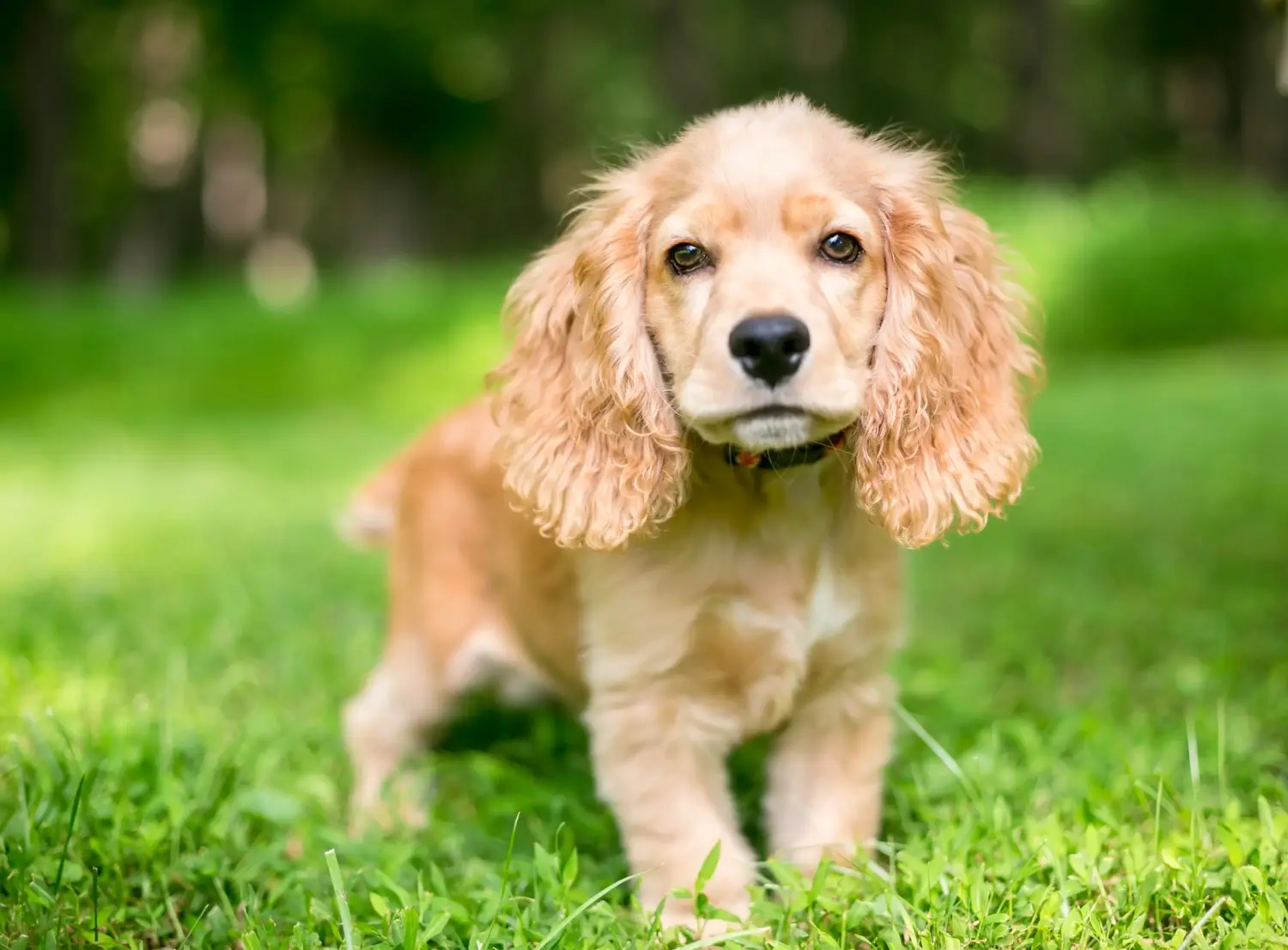 Zakup szczeniaka rasy cocker spaniel angielski oznacza wzięcie na siebie odpowiedzialności! Kup szczenięta rasy Cocker spaniel angielski.