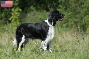 Read more about the article Hodowcy i szczenięta Springer spaniel angielski w USA