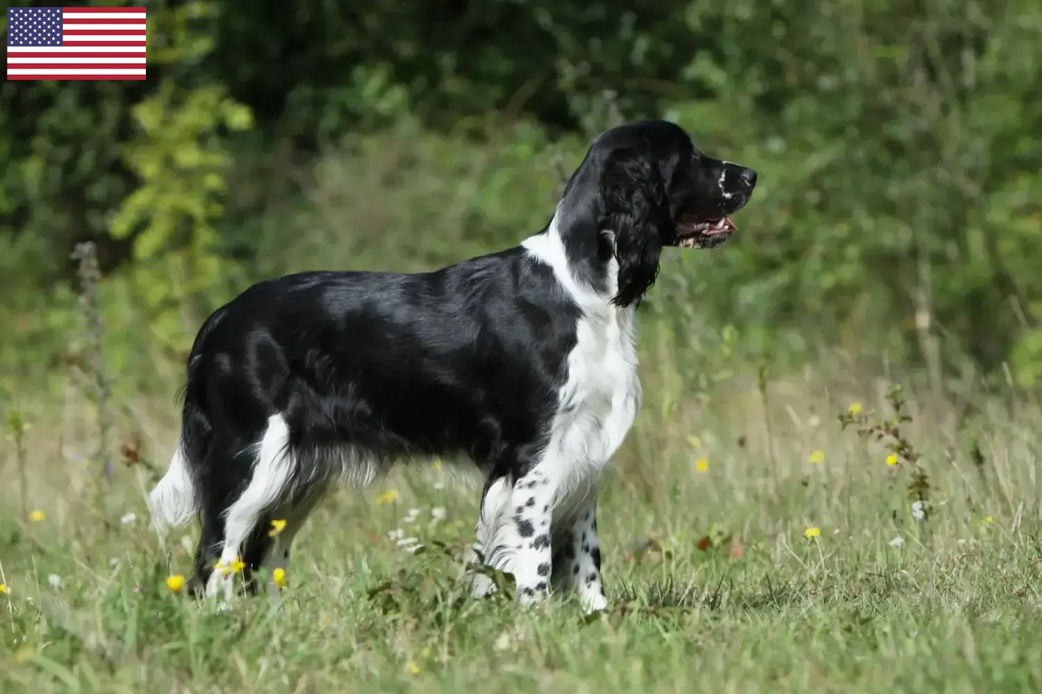 Read more about the article Hodowcy i szczenięta Springer spaniel angielski w USA