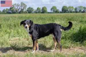 Read more about the article Hodowcy i szczenięta Appenzell Mountain Dog w USA