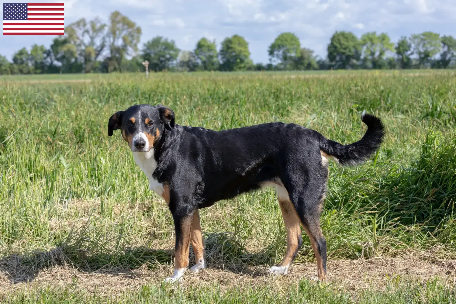 Read more about the article Hodowcy i szczenięta Appenzell Mountain Dog w USA