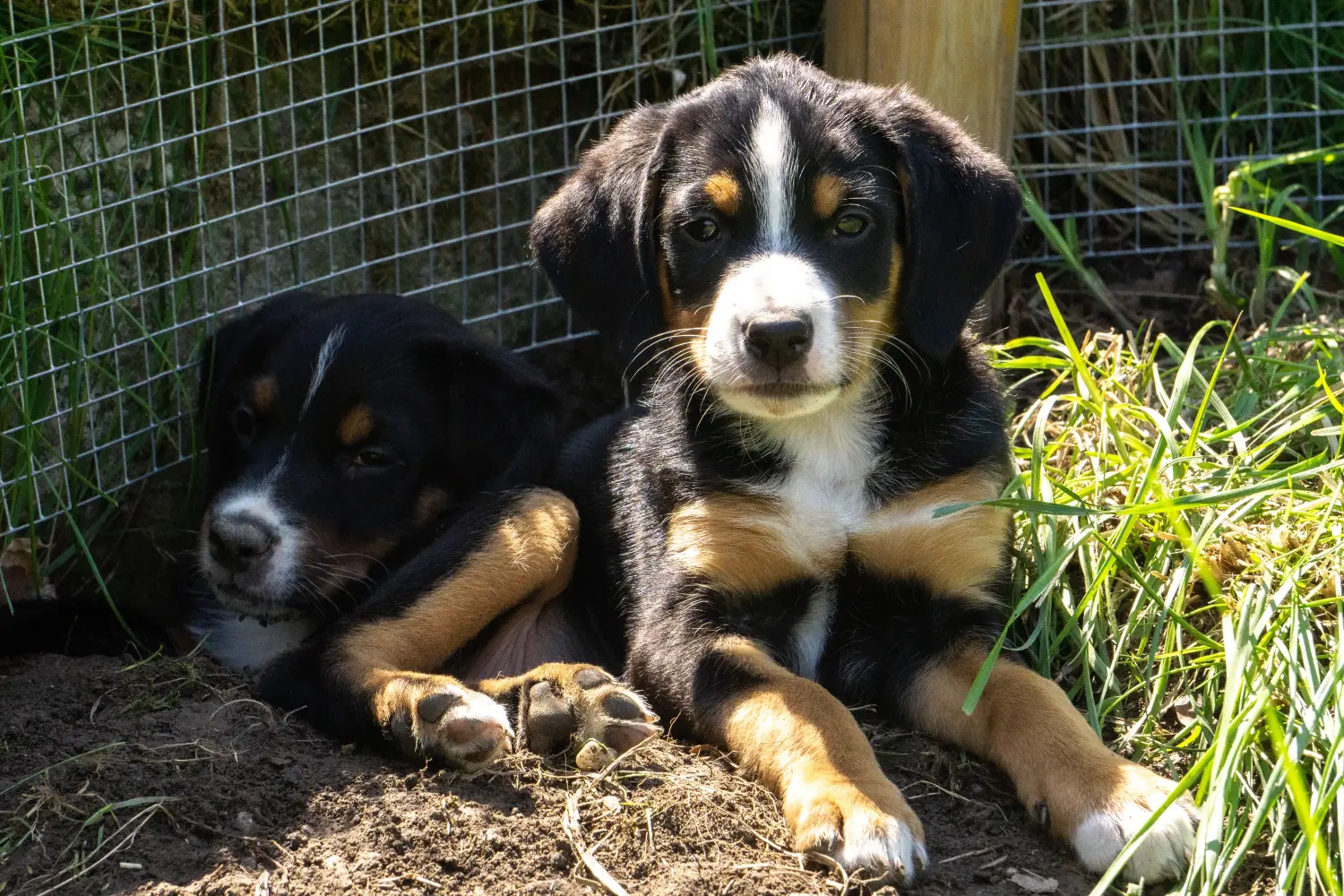 Zakup szczeniaka rasy Appenzeller Mountain Dog oznacza wzięcie na siebie odpowiedzialności! Kup szczenięta Appenzell Mountain Dog.
