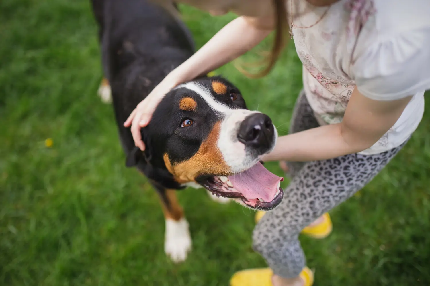 Appenzeller Sennenhund - Moja miłość do tej rasy psów. Dlaczego kocham psy rasy Appenzell Mountain Dog