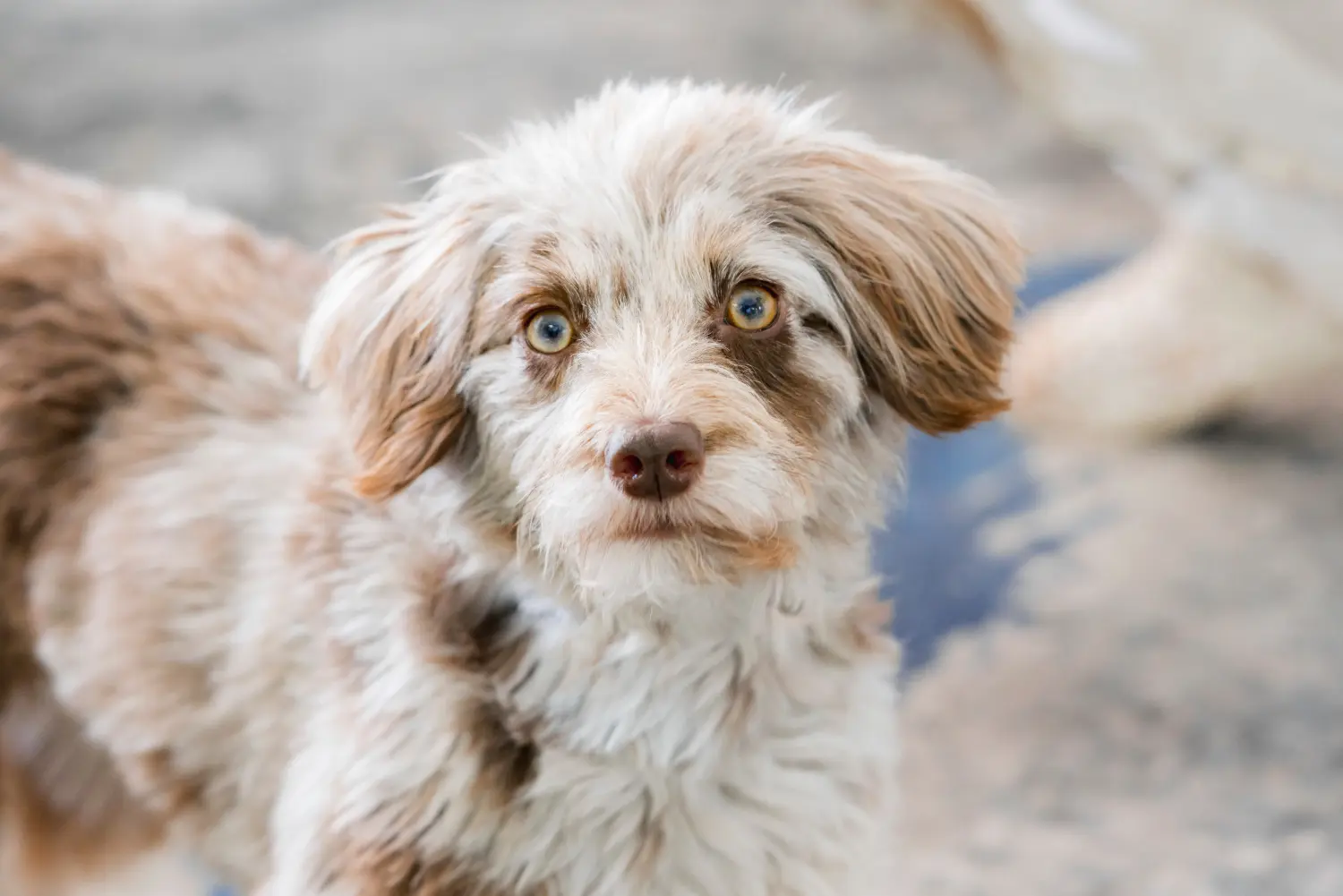 Zakup szczeniaka rasy Aussiedoodle oznacza wzięcie na siebie odpowiedzialności! Kup szczenięta Aussiedoodle.