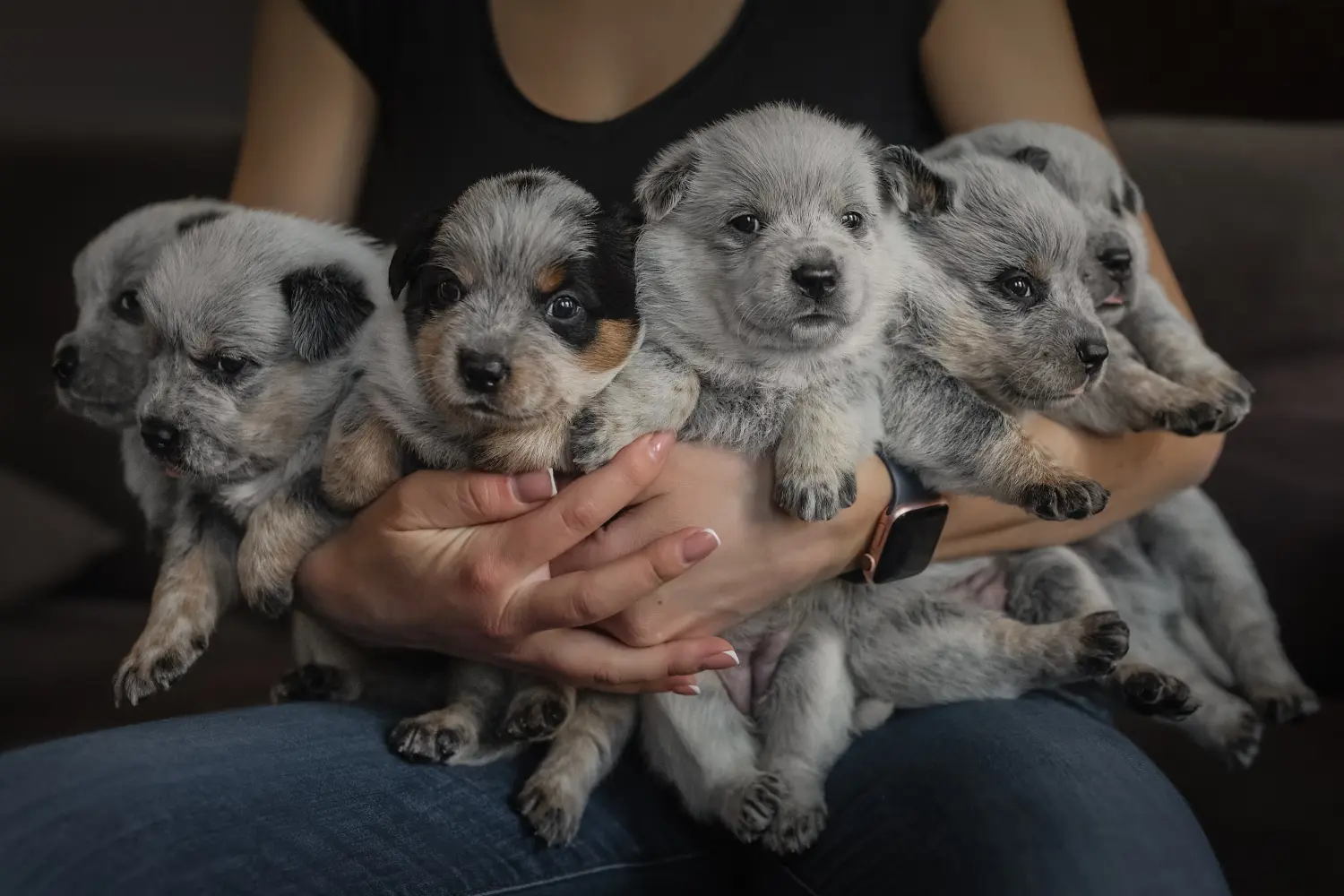 Kupno szczeniaka Australian Cattle Dog oznacza wzięcie na siebie odpowiedzialności! Kup szczenięta rasy Australian Cattle Dog.