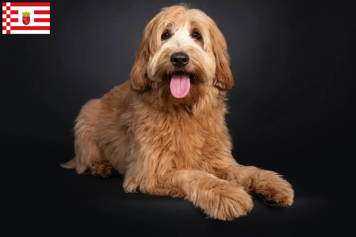 Read more about the article Australian Cobberdog hodowcy i szczenięta w Brema