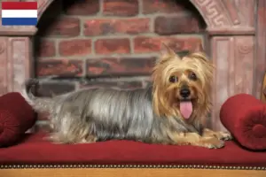 Read more about the article Hodowcy i szczenięta Australian silky terrier w Holandia