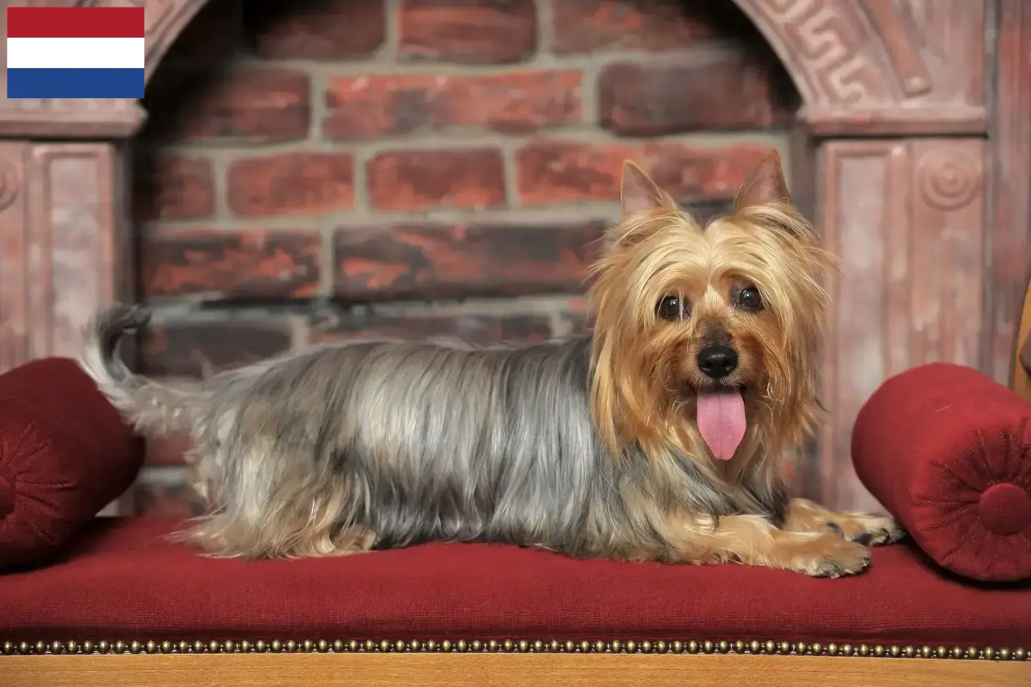 Australijski jedwabisty terier szczenięta i hodowcy Holandia Tutaj znajdziesz hodowców Australian silky terrier w Holandia.