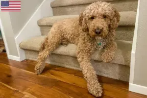 Read more about the article Hodowcy i szczenięta Australijski labradoodle w USA