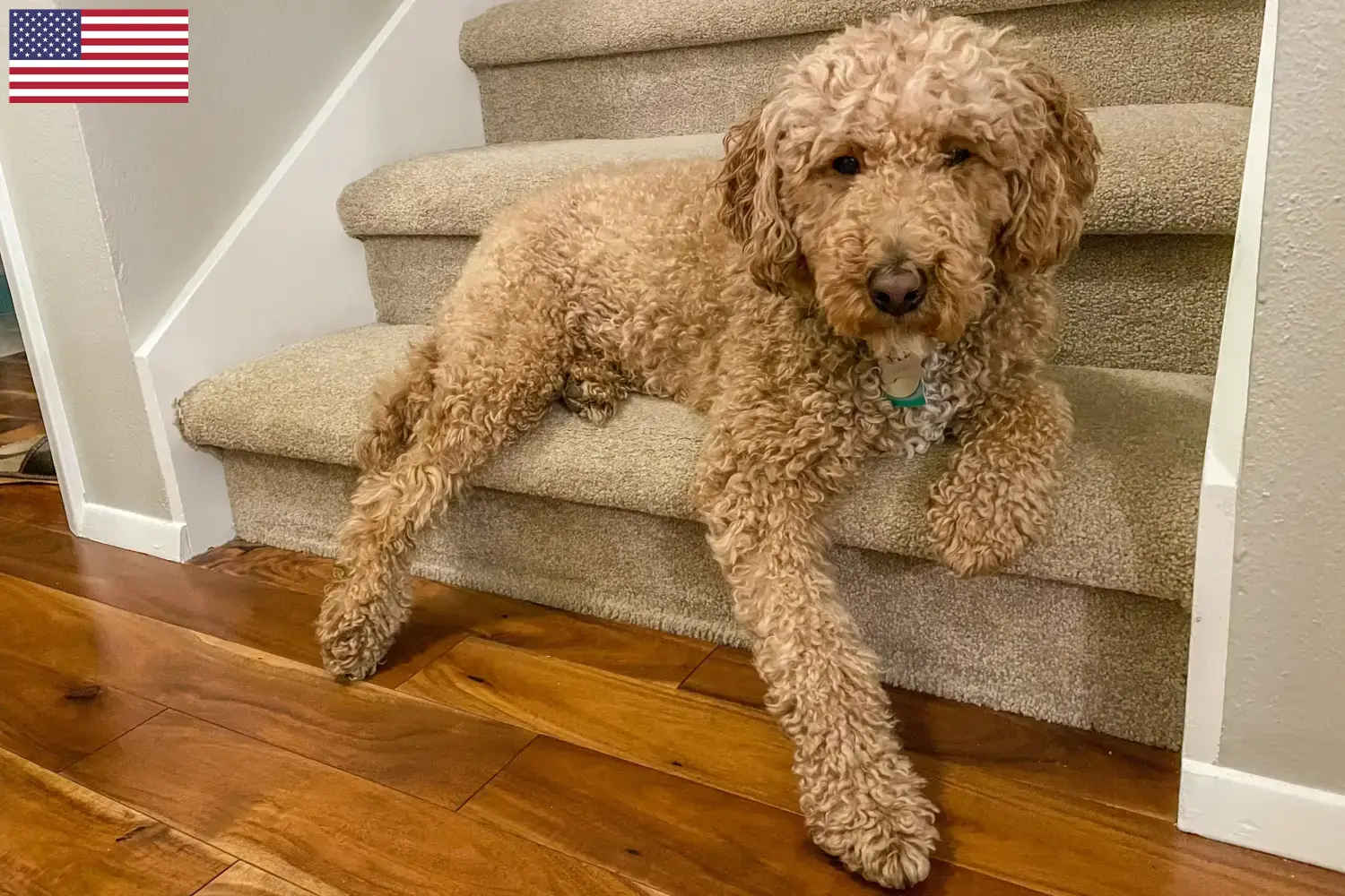 Read more about the article Hodowcy i szczenięta Australijski labradoodle w USA