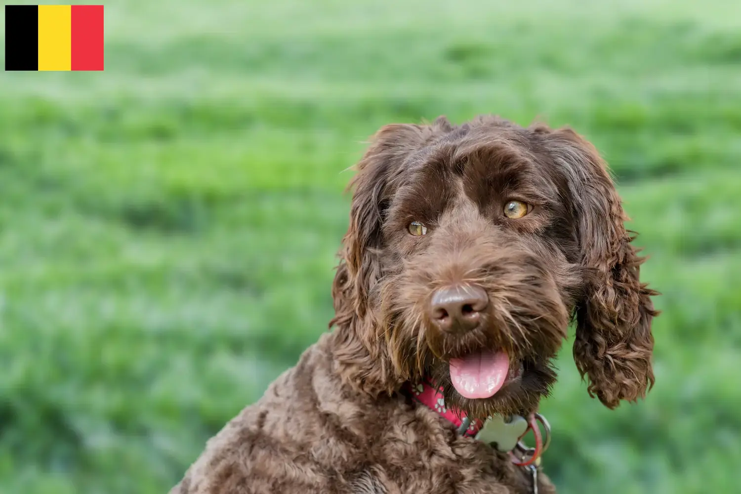 Read more about the article Australijskie labradoodle hodowcy i szczenięta w Belgia