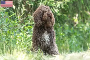 Read more about the article Hodowcy i szczenięta Barbet w USA