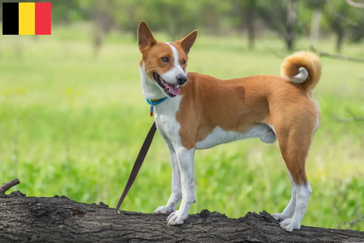 Basenji szczenięta i hodowcy Belgia Tutaj znajdziesz hodowców rasy Basenji w Belgia.