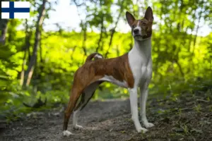 Read more about the article Hodowcy i szczenięta Basenji w Finlandia