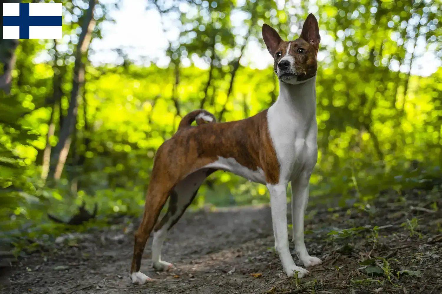 Basenji szczenięta i hodowcy Finlandia Tutaj znajdziesz hodowców rasy Basenji w Finlandia.