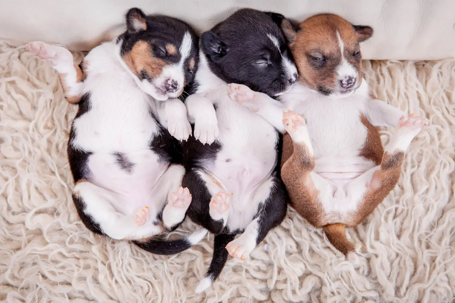 Kupno szczeniaka Basenji oznacza wzięcie na siebie odpowiedzialności! Kup szczenięta Basenji.
