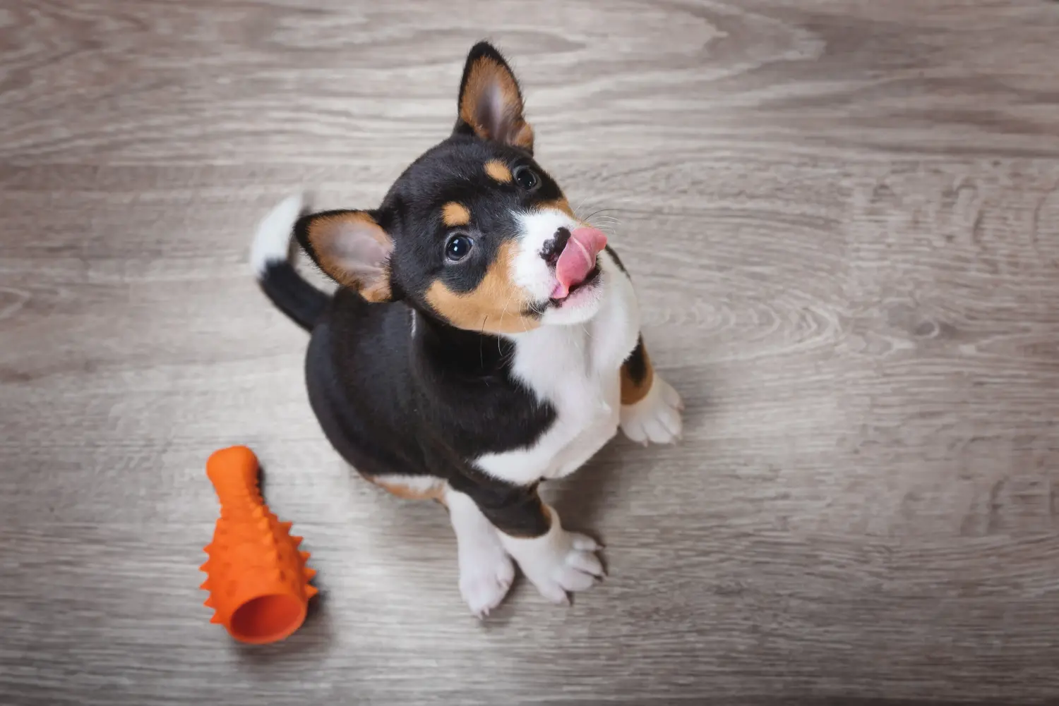 Kupno szczeniaka Basenji oznacza wzięcie na siebie odpowiedzialności! Kup szczenięta Basenji.