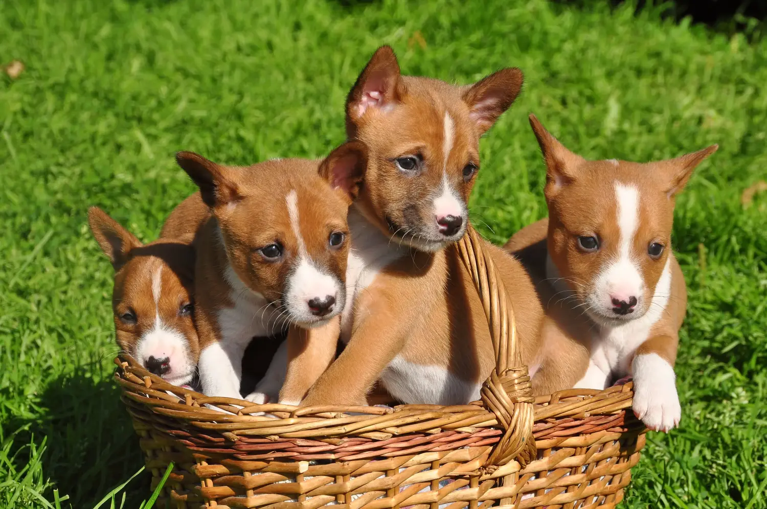 Kupno szczeniaka Basenji oznacza wzięcie na siebie odpowiedzialności! Kup szczenięta Basenji.