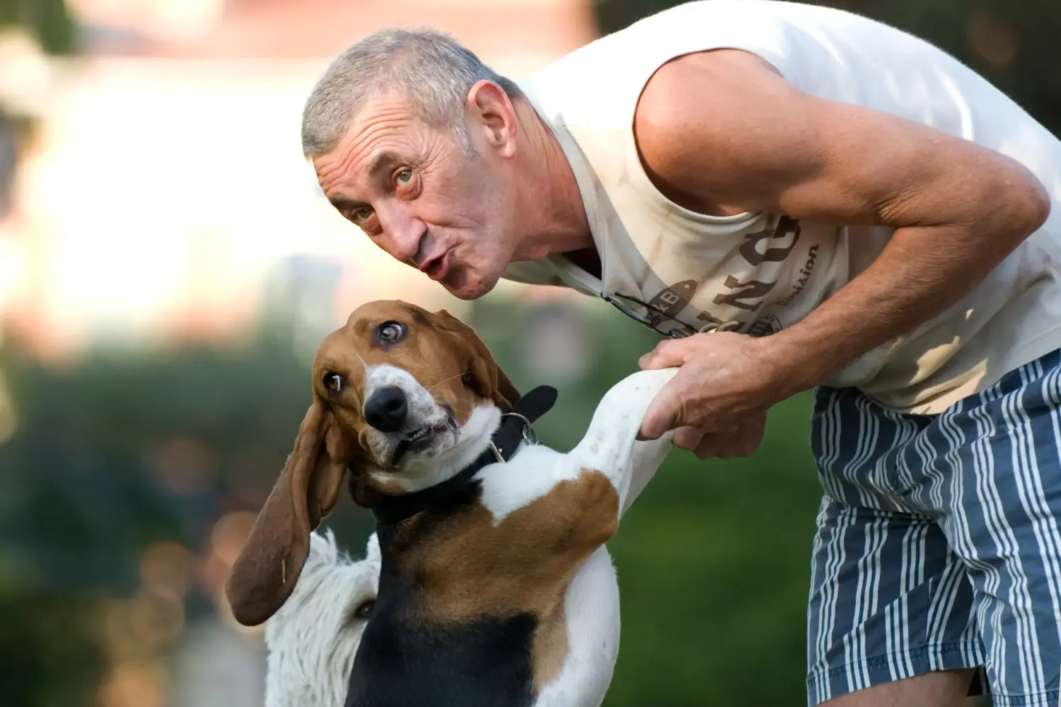 Basset Artésien Normand - Moja miłość do tej rasy psów. Dlaczego kocham Basset Artésien Normand