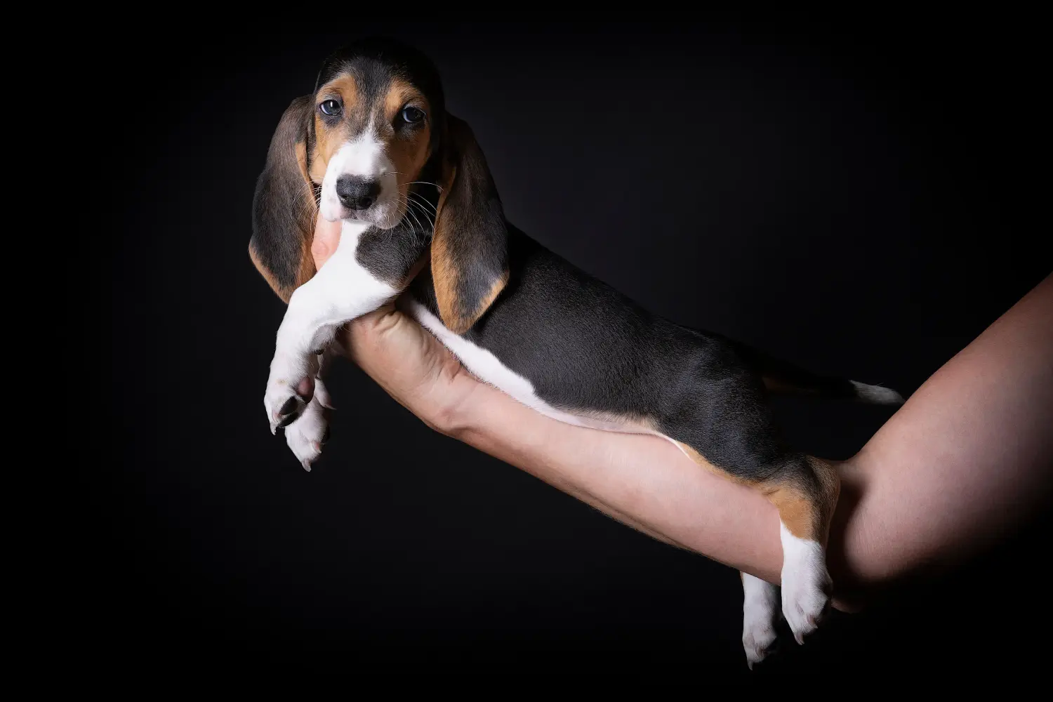Zakup szczeniaka Basset Artésien Normand oznacza wzięcie na siebie odpowiedzialności! Kup szczenięta Basset Artésien Normand.