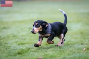 Read more about the article Basset bleu de Gascogne hodowcy i szczenięta w USA