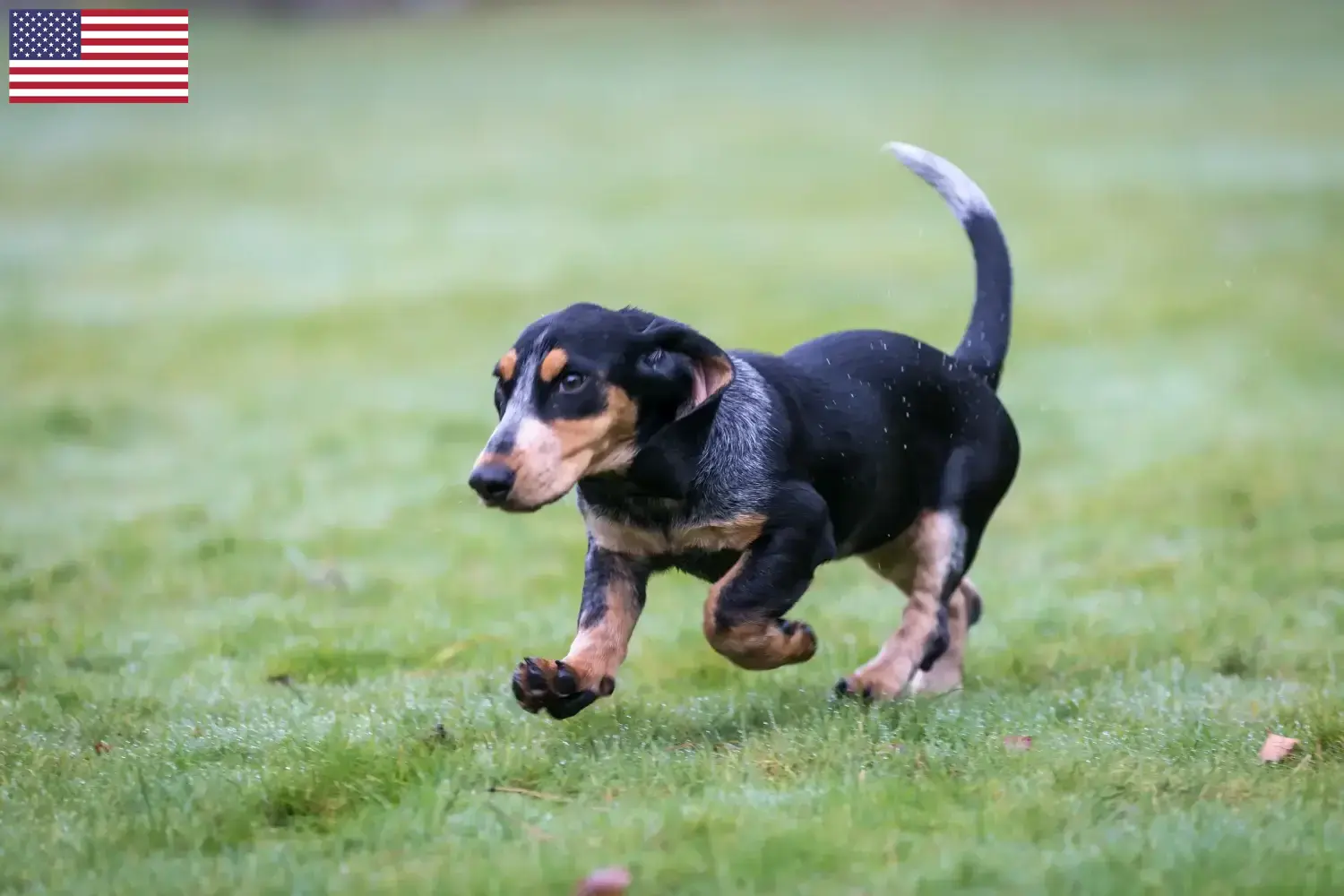 Read more about the article Basset bleu de Gascogne hodowcy i szczenięta w USA